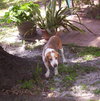Bodie
