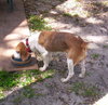 Bodie