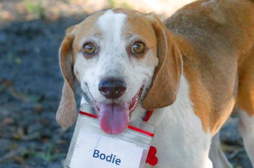Bodie