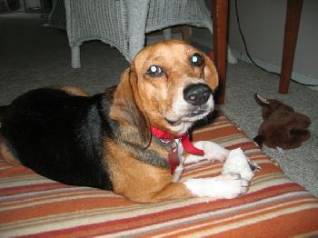 Biscuit II