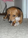 Biscuit II