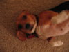 Biscuit II