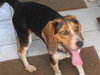 Jethro II