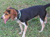 Jethro II