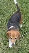 Pete