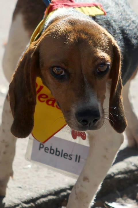 Pebbles II