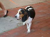 Franklin