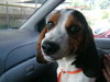 Franklin