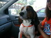 Franklin