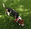 Tipper