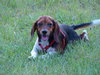 Tiny Tim