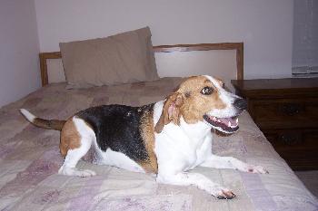 Mr Bojangles