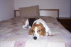 Mr Bojangles