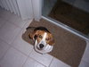 Mr Bojangles