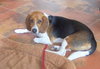 Duke II