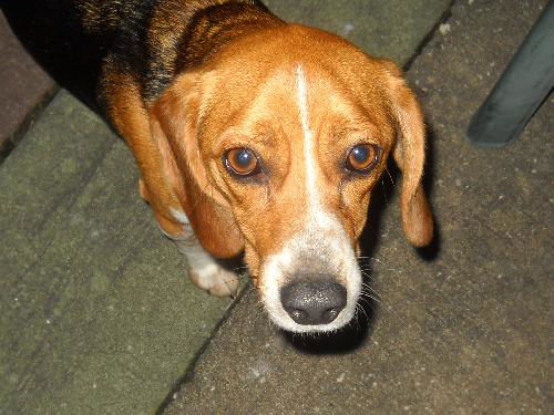 Dewey