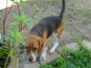 Dewey