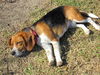 Dewey