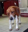 Dewey