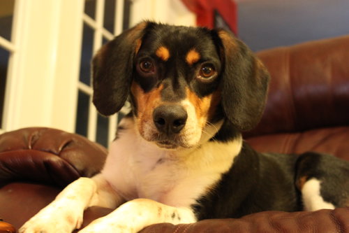 Shiloh VII
