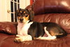 Shiloh VII