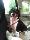 Shiloh VII