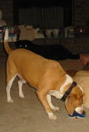 Barkley