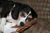 Bandit