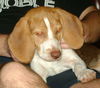 Rocko
