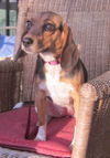 Luxie