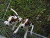 DIXIE'S PUPS #2