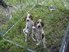 DIXIE'S PUPS #2