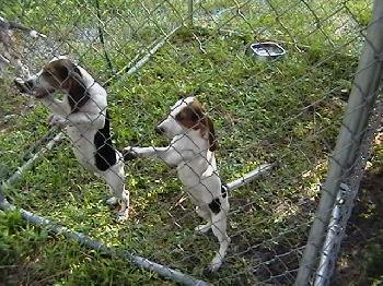 DIXIE'S PUPS #2