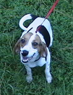 Bella