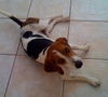 Scout