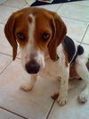 Scout