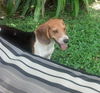 Huck