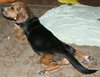 Tia II