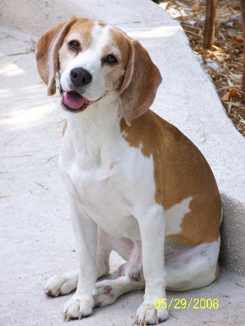 Brutus III