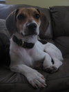 Josie