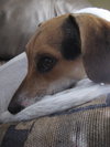 Josie