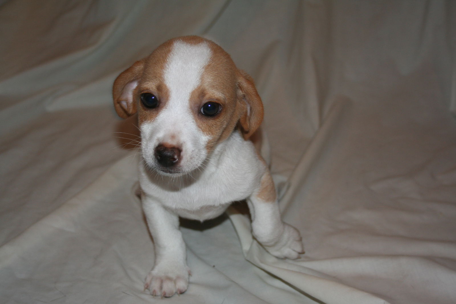 Lemon drop hot sale beagle for sale