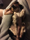 Pippin