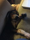 Pippin