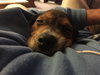 Pippin