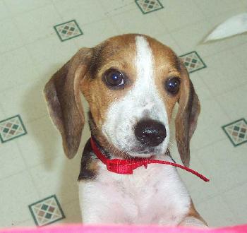 Beauregard