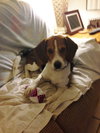 Buddy XIV
