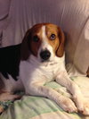Buddy XIV