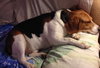 Buddy XIV