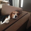 Buddy XIV